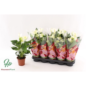 Anthurium Elido in Couture clock sleeve