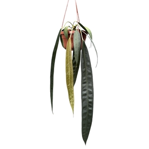 Anthurium Wendlingeri