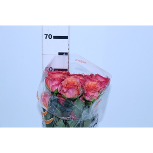 ROSA BATIK 060 CM ESTUFA
