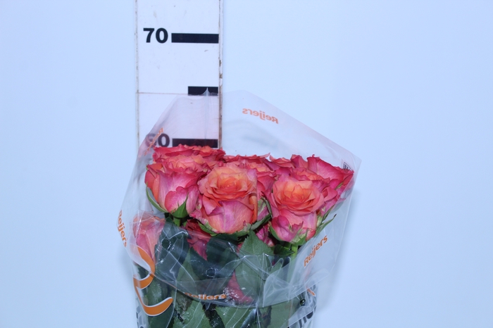 ROSA BATIK 060 CM ESTUFA