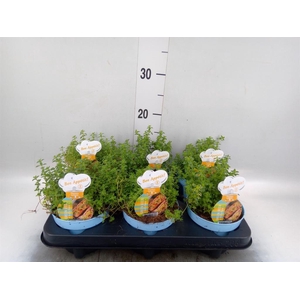 Thymus vulgaris 'Compactus'