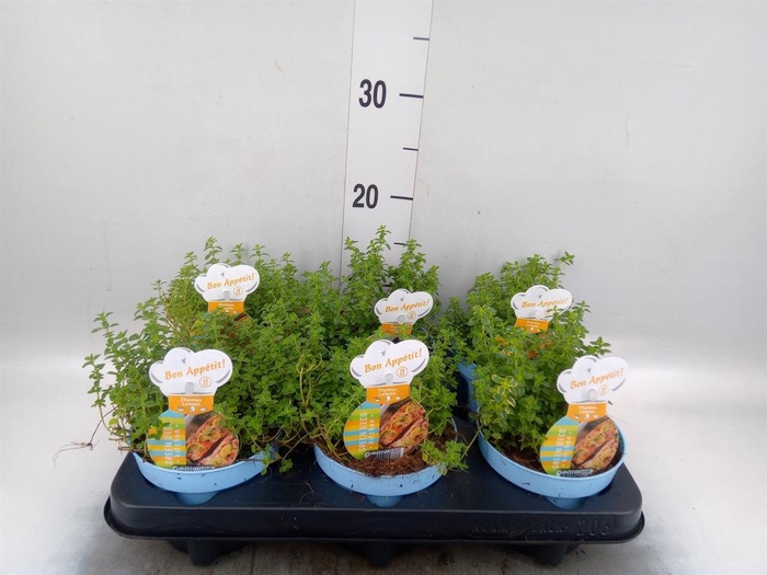 <h4>Thymus vulgaris 'Compactus'</h4>
