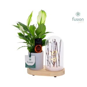 LED Lichtbal Vogels houten planter met Spathiphyllum