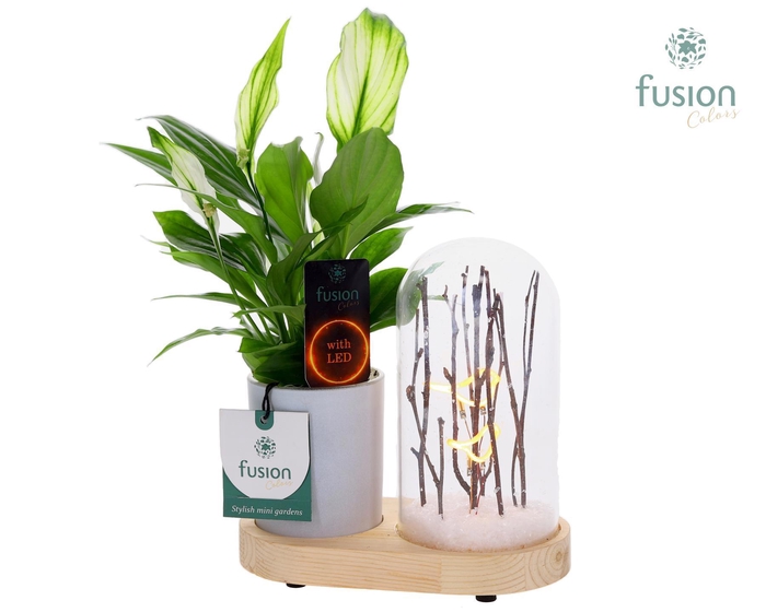 <h4>LED Lichtbal Vogels houten planter met Spathiphyllum</h4>