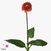 DAHLIA ORANGE FOX