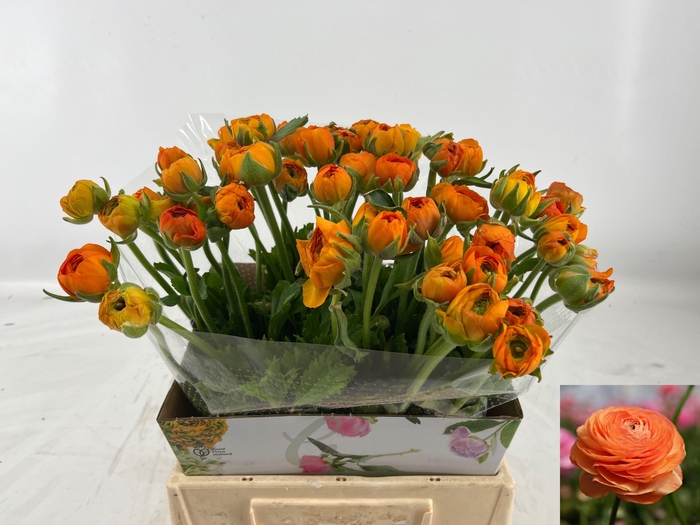 <h4>RAN AM MANDARINE</h4>