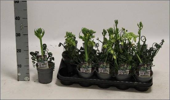 <h4>ALBUCA  FRIZ SIZZLE</h4>
