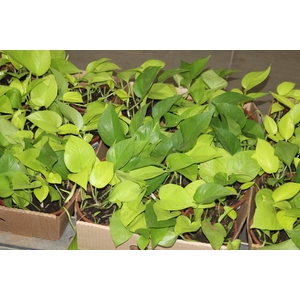 JIBOIA AMARELO C13 PENDENTE
