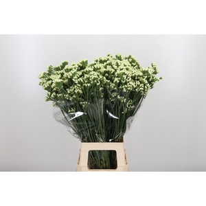 Limonium St Starlight Wings