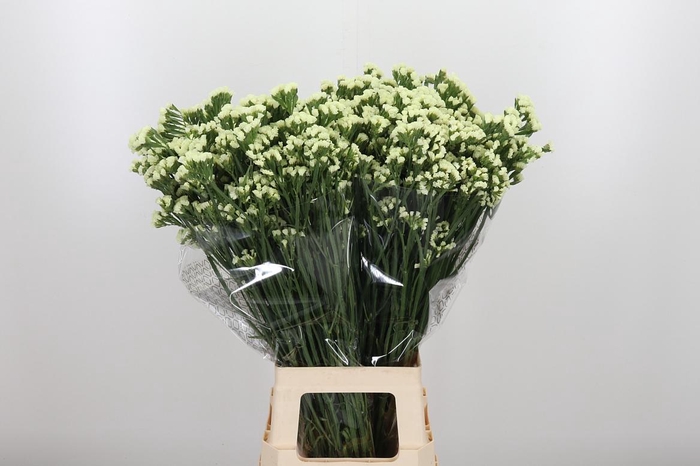 <h4>Limonium St Starlight Wings</h4>