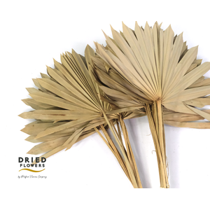 Dried Sun Spear Natural