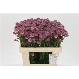 Astrantia Rosita
