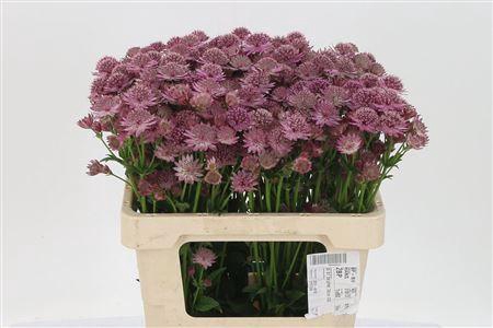 <h4>Astrantia Rosita</h4>