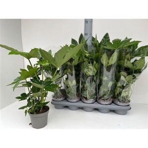 Fatsia Ov