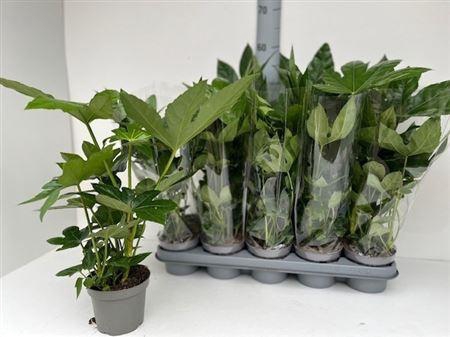 <h4>Fatsia Ov</h4>