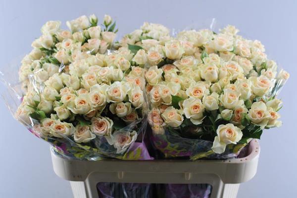 <h4>R Tr Sancerre L70</h4>