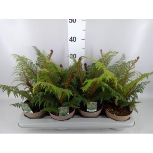 Cyathea tomentosissima
