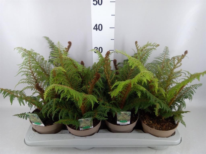 <h4>Cyathea tomentosissima</h4>