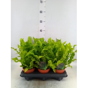 Asplenium nidus 'Crispy Wave'