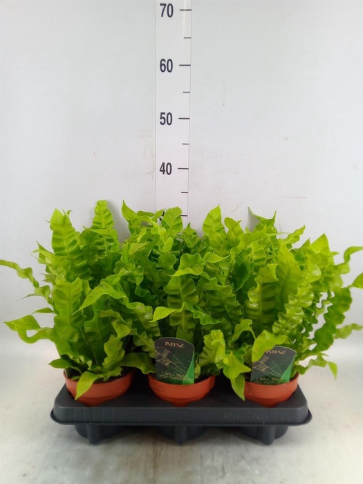 <h4>Asplenium nidus 'Crispy Wave'</h4>