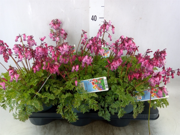 <h4>Dicentra   ...</h4>