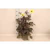 Dahlia 19 cm Donkerblad Yellow
