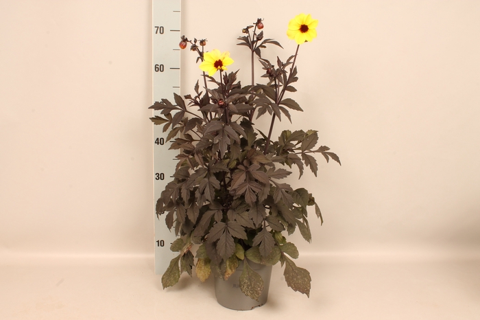 Dahlia 19 cm Donkerblad Yellow