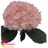 Hydr Super Select Pink 17-18cm CO