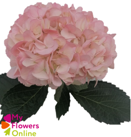Hydr Super Select Pink 17-18cm CO