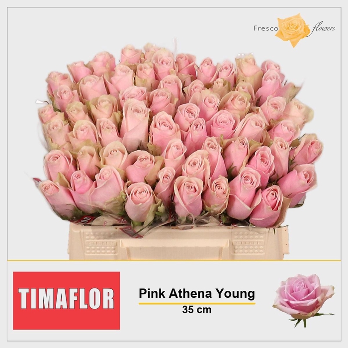 <h4>R GR PINK ATHENA</h4>