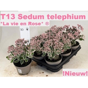 SEDUM TE VIE EN ROSE