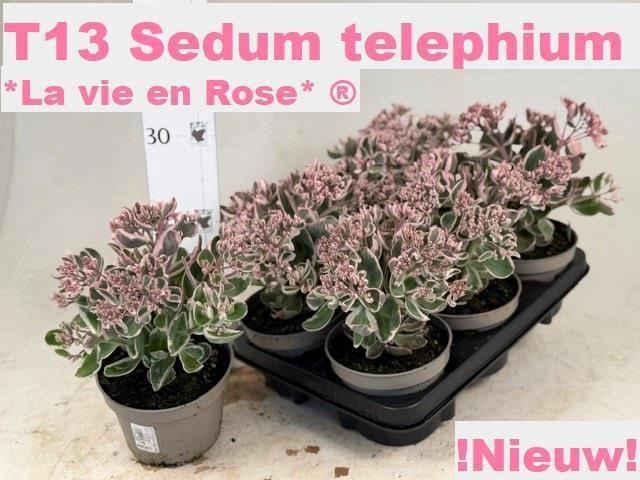 <h4>SEDUM TE VIE EN ROSE</h4>
