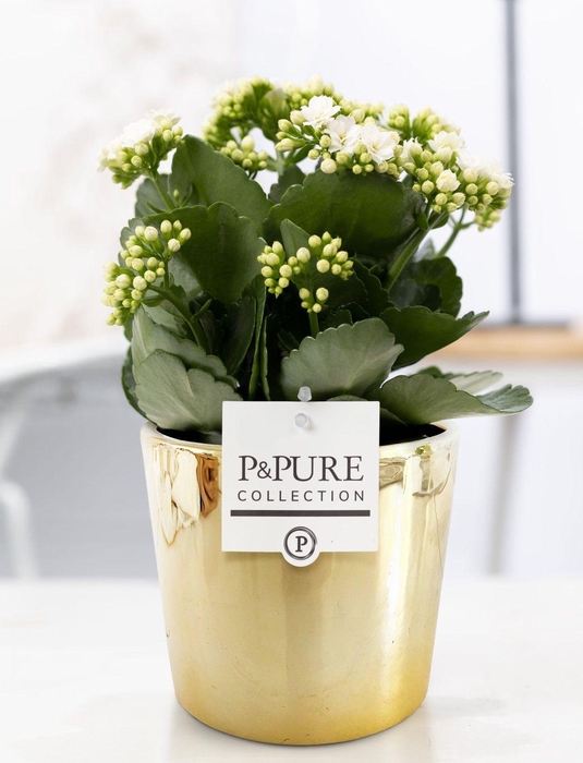 <h4>Kalanchoe white in P&PURE Laryssa ceramics shiny gold</h4>