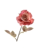 Rosa Dried Pink FL440071PNK