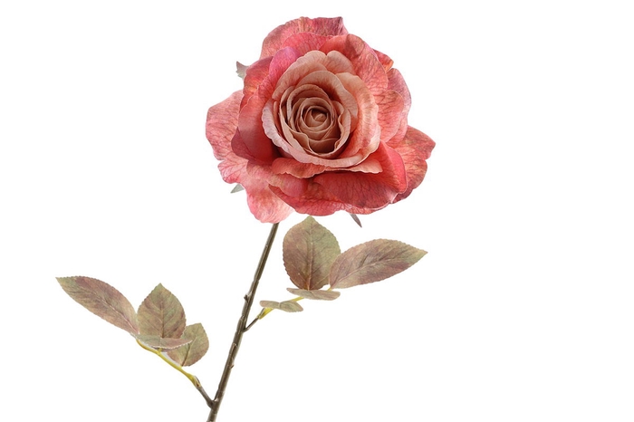 <h4>Rosa Dried Pink</h4>