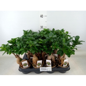 Ficus microcarpa 'Ginseng'