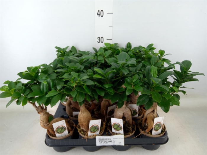 <h4>Ficus microcarpa 'Ginseng'</h4>