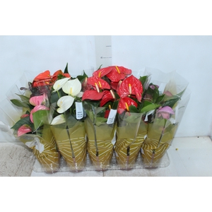 ANTHURIUM VARIADO P12