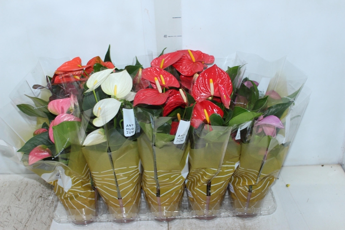 <h4>ANTHURIUM VARIADO P12</h4>