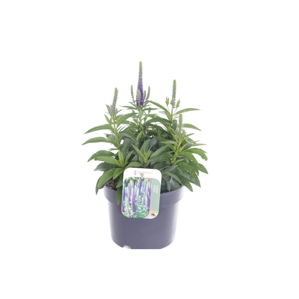 <h4>Veronica spicata Royal Candles</h4>