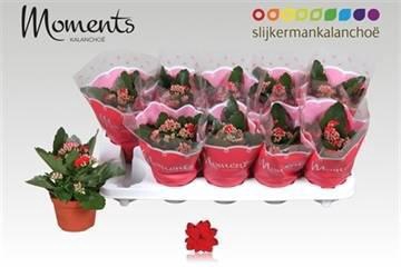 <h4>KAL GE SECRET RED</h4>