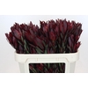 Leucadendron Saf Sunset Dark R.Spray