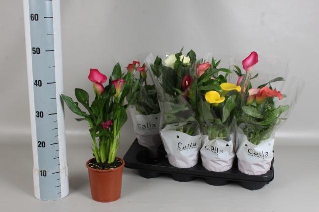 <h4>ZANT GEM 5 KL</h4>