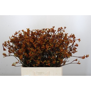 Anigozanthos Bush Sunset