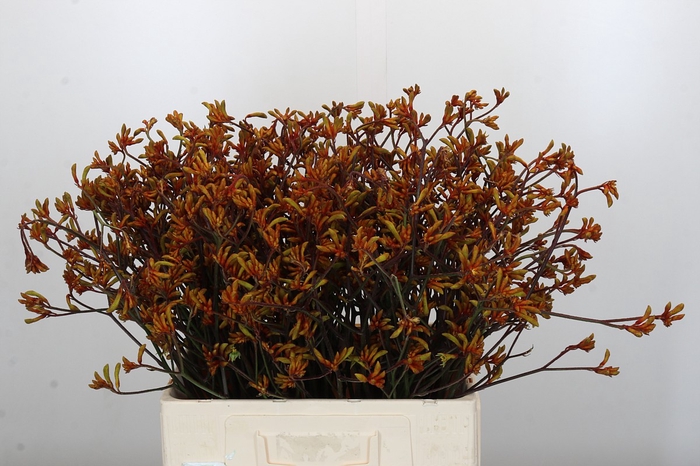 Anigozanthos Bush Sunset