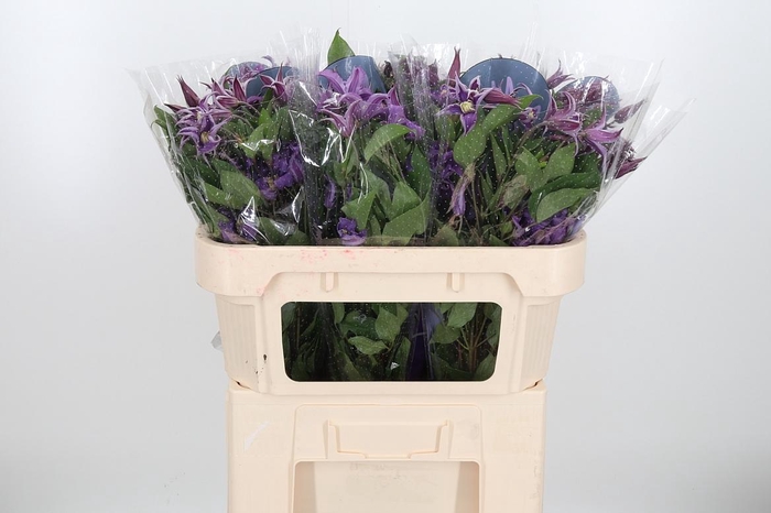 <h4>Clem Amazing Rome</h4>