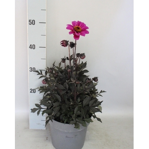 Dahlia 19 cm Donkerblad Paars