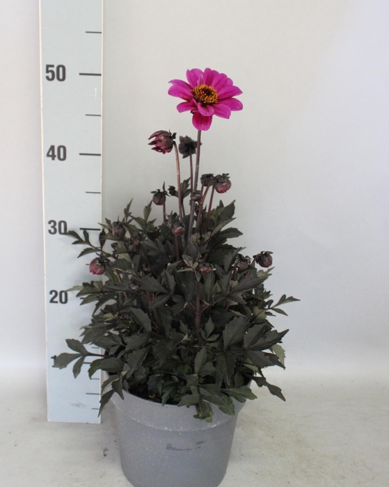 <h4>Dahlia 19 cm Donkerblad Paars</h4>