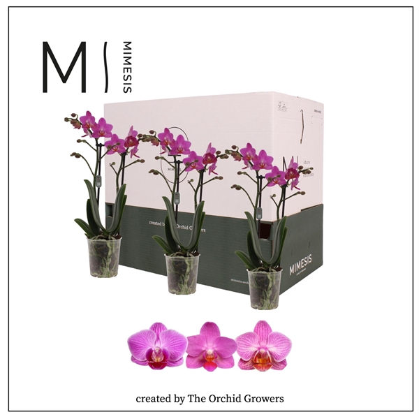 <h4>Mimesis Phal. Dark Pink - 2 spike 9cm Less Plastic</h4>