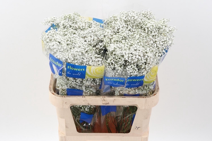 <h4>Gypsophila panic. 'Million Stars'</h4>